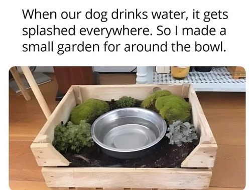 garden dish dog bowl.jfif